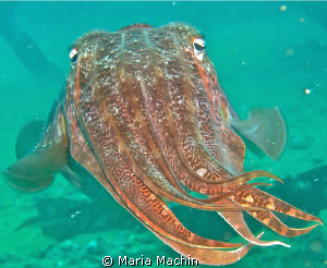 This curious fellow was found on The Boonsung Wreck. by Maria Machin 
